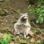 guadeloupe 206-0602_IMG