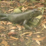 guadeloupe 206-0617_IMG