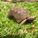 guadeloupe 206-0647_IMG